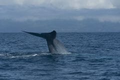 Whale-Watching