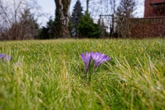 Krokus