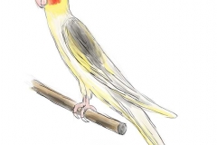 Illustration